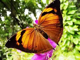 Vista superior de D. bisaltide.