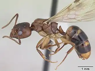 Dolichoderus lutosus