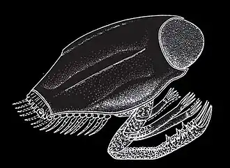 Dollocaris, um artrópode.