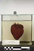 Coração de um porco doméstico. Em exposição no MAV/USP.