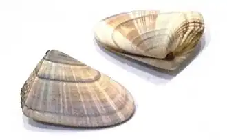Duas conchas de Donax hanleyanus Philippi, 1847[1] com as valvas unidas; coletadas no Guarujá, São Paulo, Brasil, sem o animal.