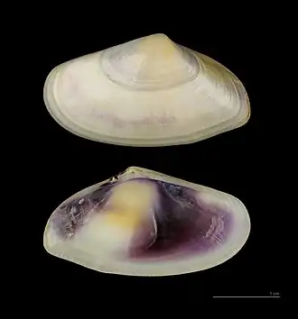 Uma concha de D. trunculus com as valvas separadas; coletada no mar Negro.