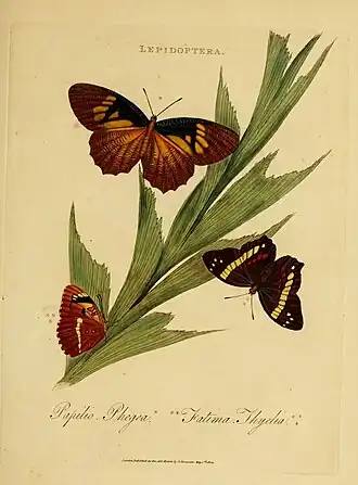 A. fatima é a ilustração à direita, nesta gravura de 1800 por Edward Donovan.