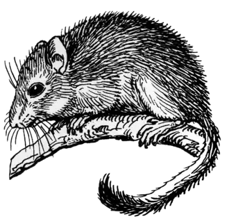 Ilustração representativa dos arganazes