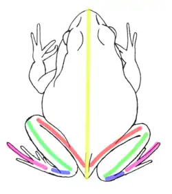 Representação dorsal da rã Physalaemus Cuvieri. Em vermelho o comprimento do fêmur, em verde comprimento da tíbia, em azul o comprimento do tarso em rosa o comprimento do pé e em amarelo medida dorso-ventral.