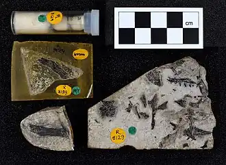Dorsetisaurus purbeckensis, NHMUK PV R 8129