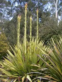Doryanthes excelsa.