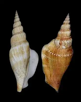 Duas vistas da concha de D. vittatus. Espécimes da coleção do Museu de História Natural de Leiden, na Holanda do Sul.