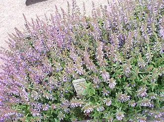 Dracocephalum nutans