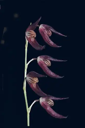 Dracontia tuerckheimii