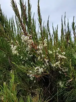 Planta inteira em floração