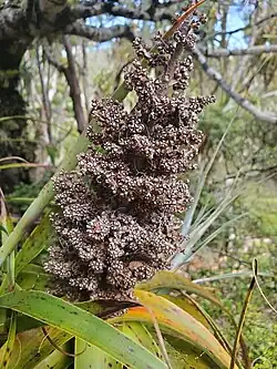 Inflorescência com frutos