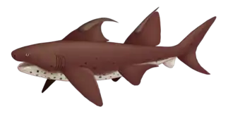 Ilustração de D. hoffmanorum