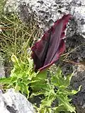 Dracunculus vulgaris num habitat rochoso.
