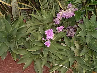 Callisia warszewicziana