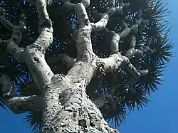 Ritidoma e troncos de Dracaena draco.