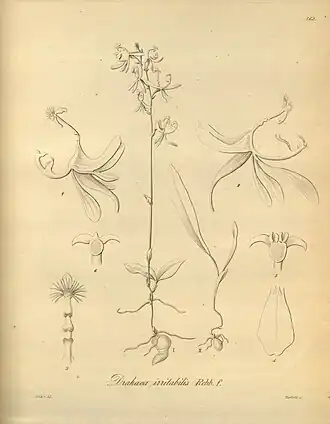 Arthrochilus irritabilis