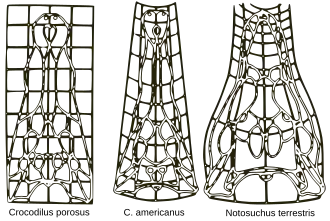 D'Arcy Thompson foi pioneiro no estudo do crescimento e da forma em seu livro de 1917.