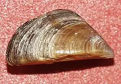 Concha (sem bisso) de Dreissena polymorpha.