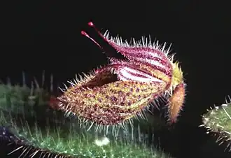 Dresslerella pilosissima