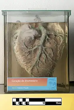 Coração de camelo. Em exposição no MAV/USP.