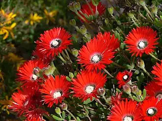 Drosanthemum speciosum