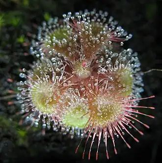 Drosera burmannii from Humpty Doo, Australia.