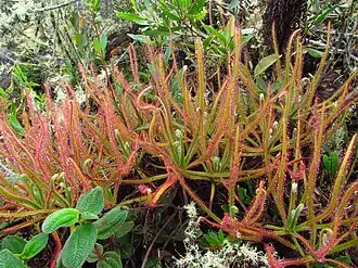 "Drosera magnifica em seu habitat"