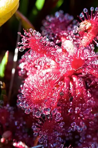 Drosera roraimae