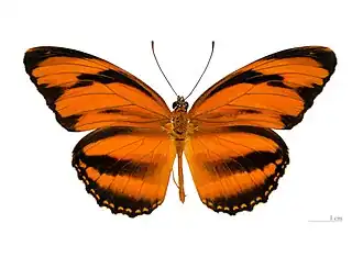 D. phaetusa, vista superior.