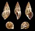 Cinco vistas da concha de Drymaeus chanchamayensis (subfamília Peltellinae)[2]; espécime proveniente do Peru.