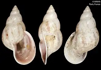 Diferentes vistas do síntipo de Drymaeus iodostomus, sinônimo júnior de D. expansus, da coleção do MNHN, Paris