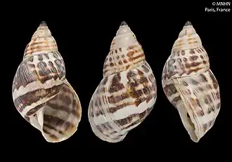 Síntipo de Drymaeus poecilus depositado no MNHN de Paris, França