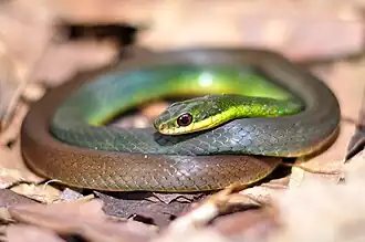 Indivíduo avistado em Ariquemes, no Brasil