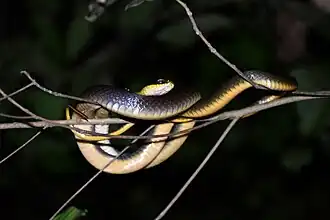 Indivíduo avistado em Vaca Diez, na Bolívia