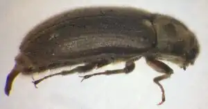 Dryops auriculatus