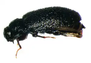 Dryops similaris
