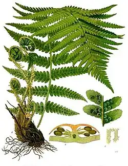 Dryopteris filix-mas (L.) Schott