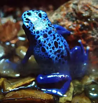 Dendrobates azureus