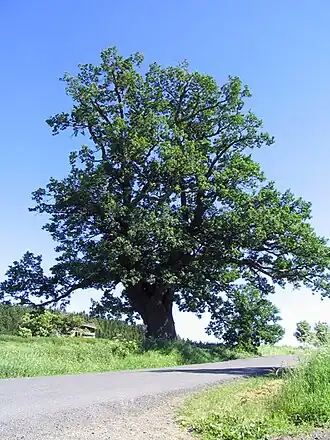 Quercus robur