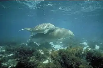Dugong mother and her offspring in shallow water.