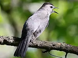 Naperville Riverwalk, Illinois.
