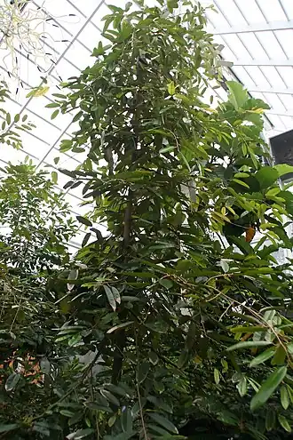 Durio graveolens ‘Suluy Z’ no Jardim Botânico Tropical Fairchild&nbsp;[en], Miami