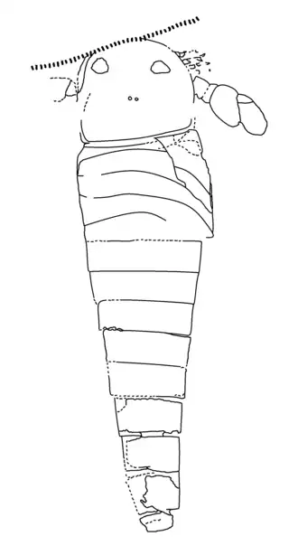 Desenho interpretativo do PIN 1271/2, o holótipo de Dvulikiaspis menneri