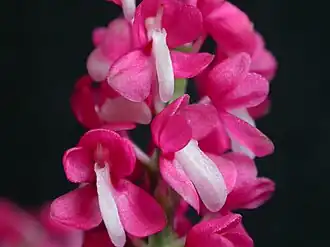 Dyakia hendersoniana