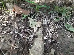 Coprinellus disseminatus morrendo