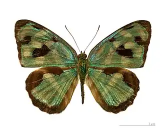 Dynamine postverta