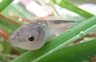 Girino de Dyscophus insularis