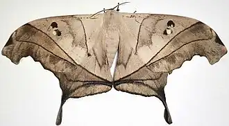 Fotografia de Dysdaemonia australoboreas, no Equador; uma espécie descrita em 2009.