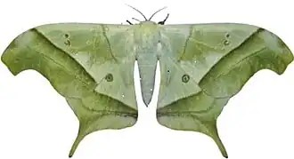 Imagem de Dysdaemonia fosteri, a única espécie de Dysdaemonia esverdeada.[1]